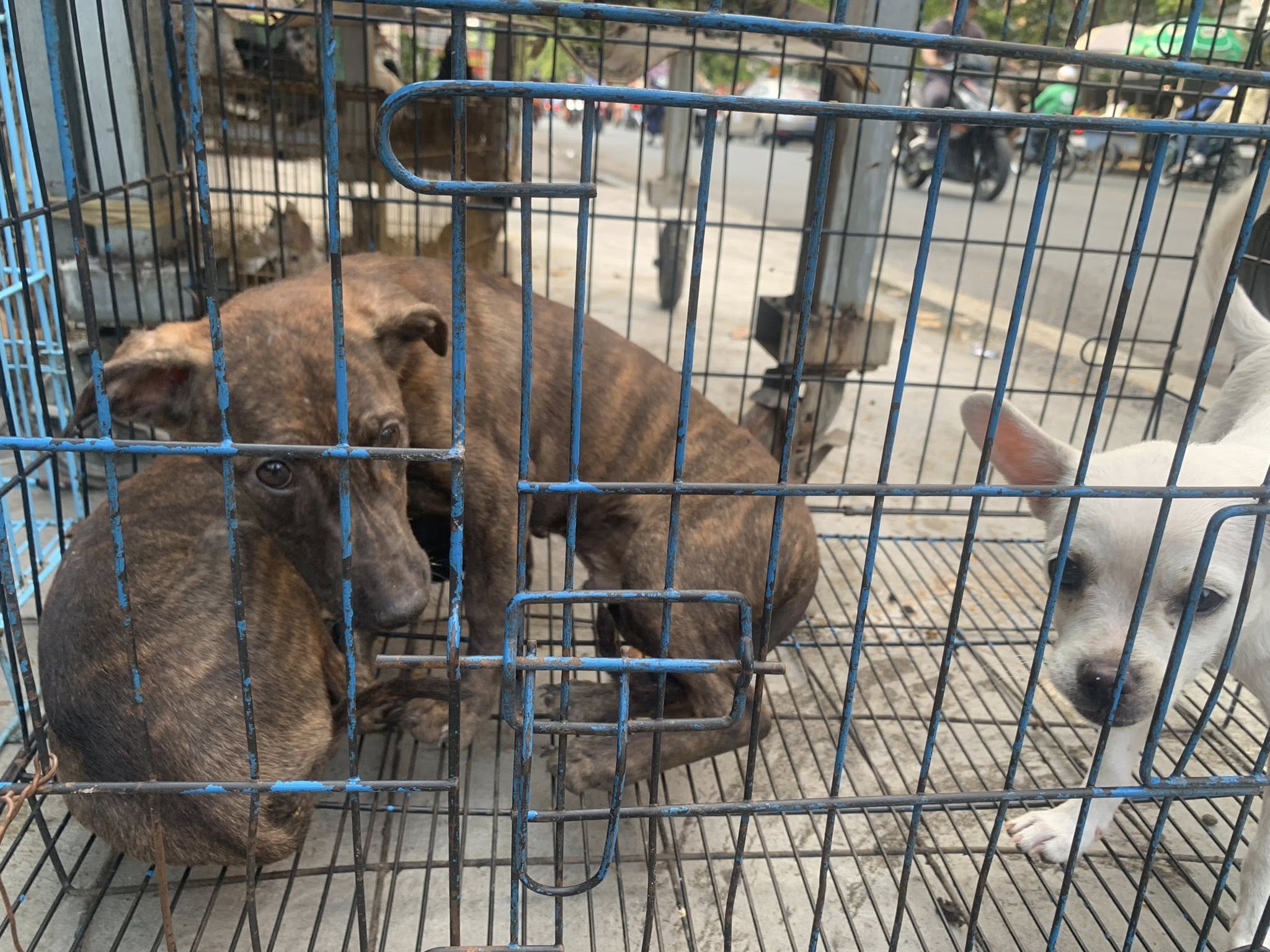 Dogs in cage